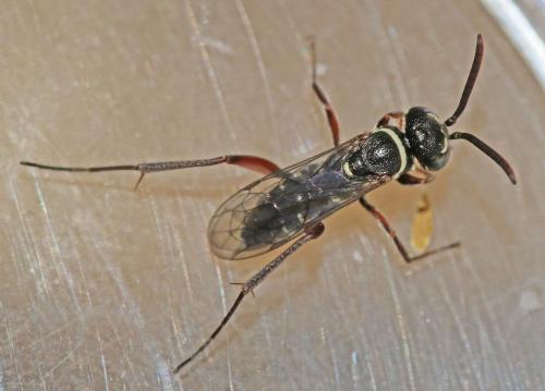 Ceropales cribrata